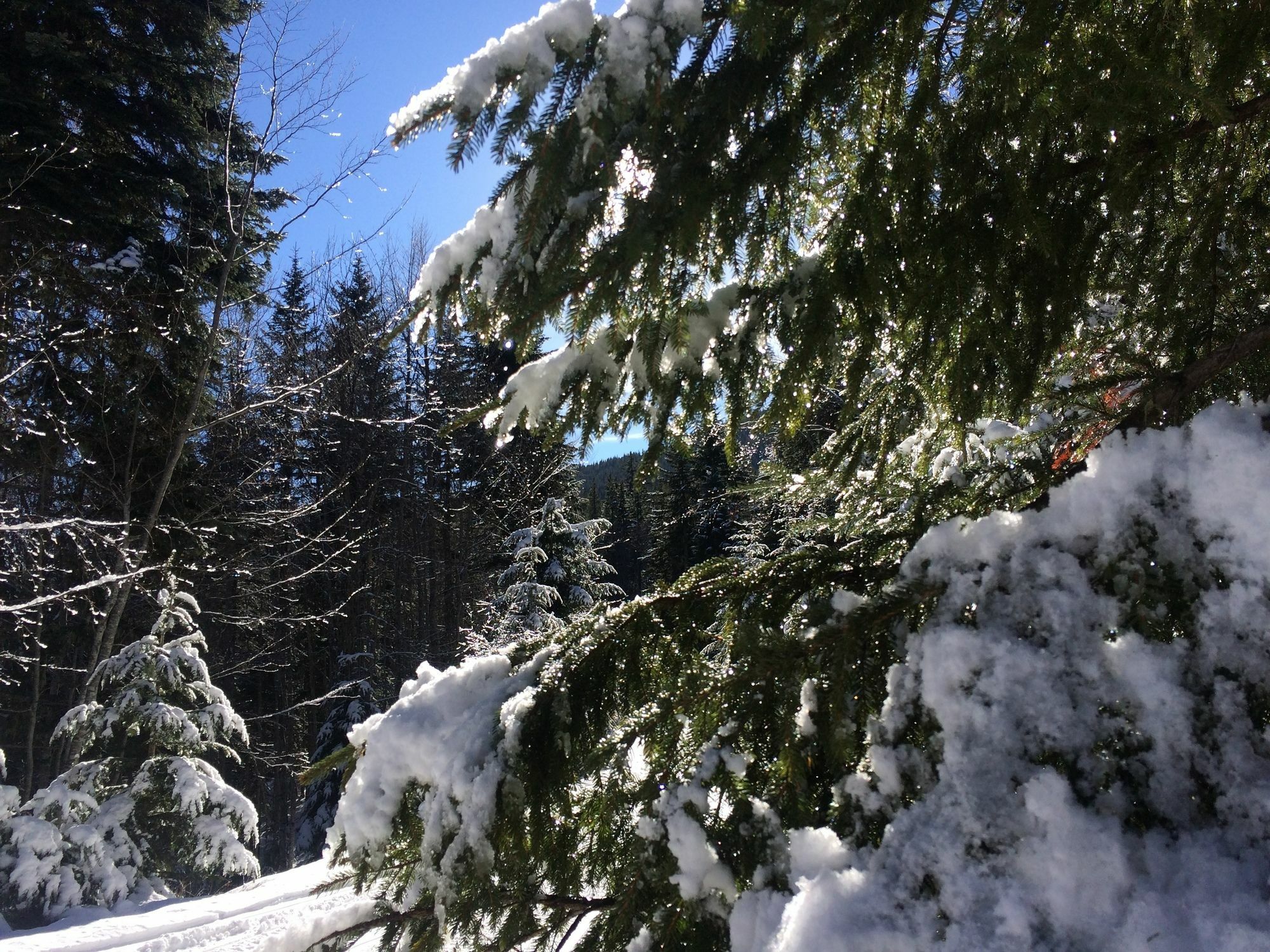 Apartments Four Leaf Clover Bansko To Rent エクステリア 写真